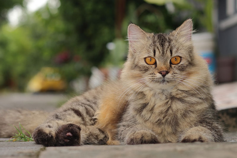 кошка окраса табби