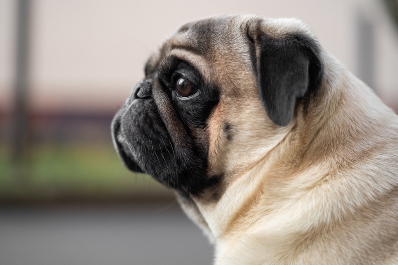 Каковы причины кератита у собаки?