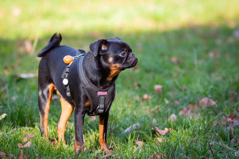 На то, сколько живут пти-брабансоны, влияет уход