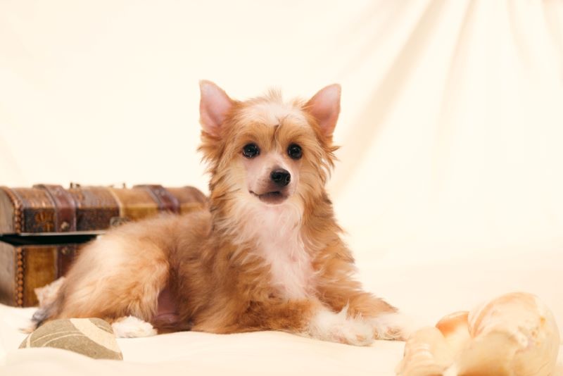 Китайская собака считается недорогой