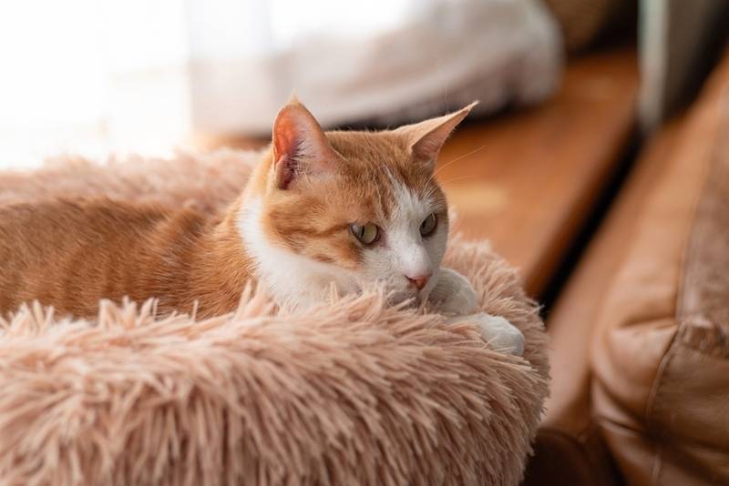 Дирофиляриоз считается довольно опасным заболеванием кошек