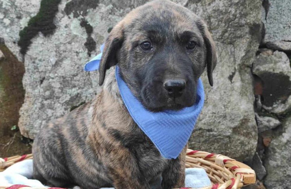 Порода сардинский дог