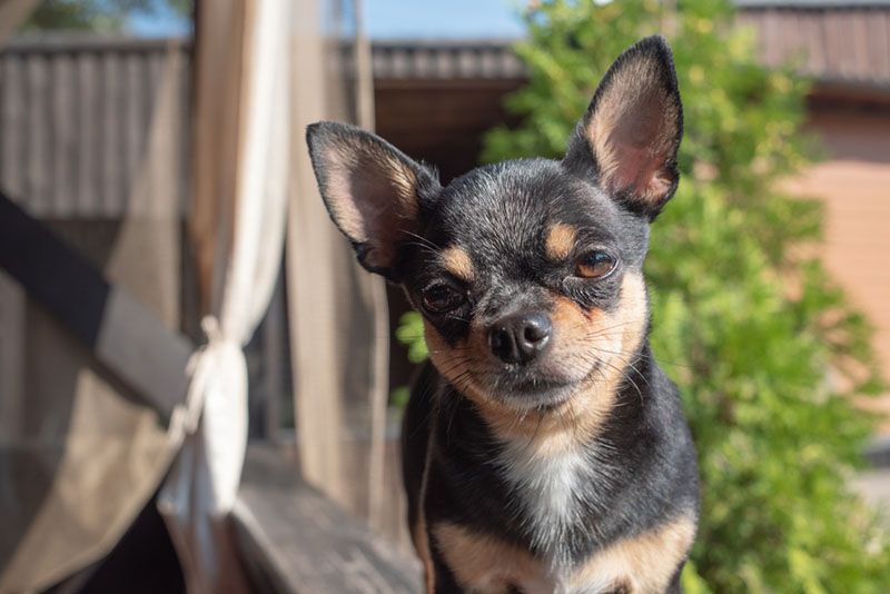 чихуахуа черно-буро-белого окраса