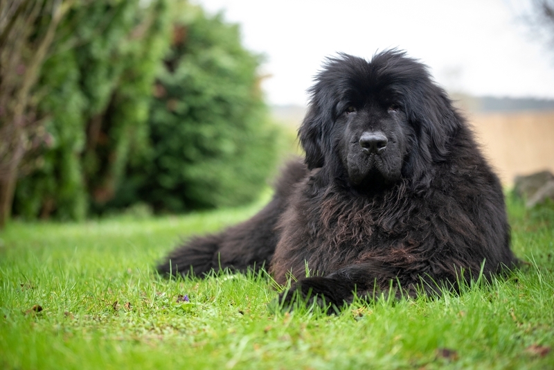 Уход влияет на то, сколько проживет ньюфаундленд