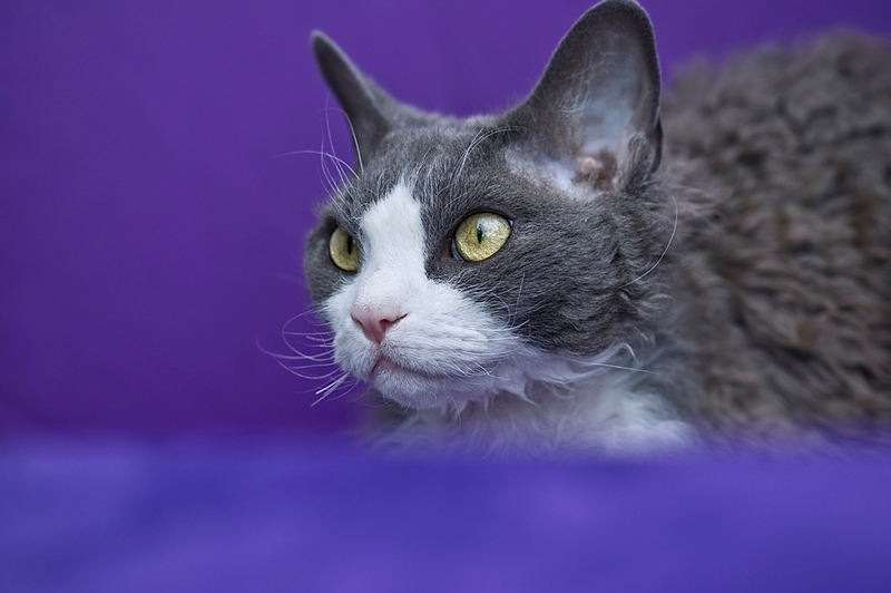 Девон-рексы – коты с огромными глазами
