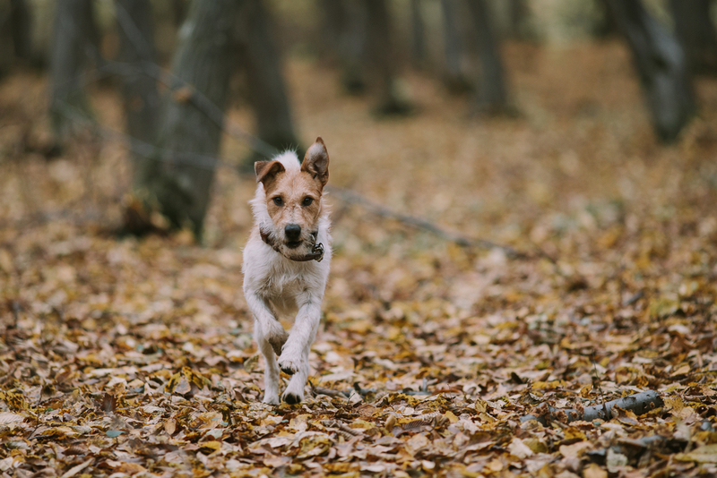 Владелец может повлиять на то, сколько весит фокстерьер