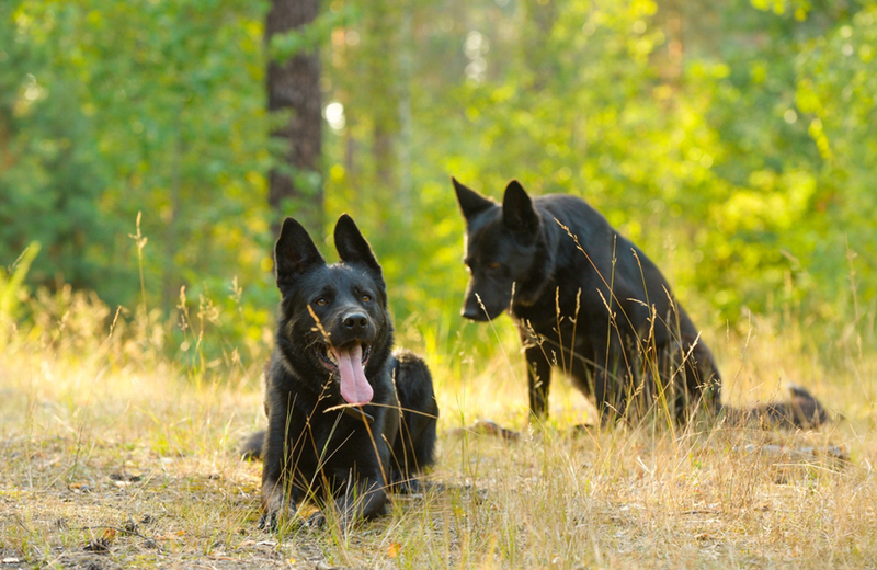 Красивая овчарка черного цвета