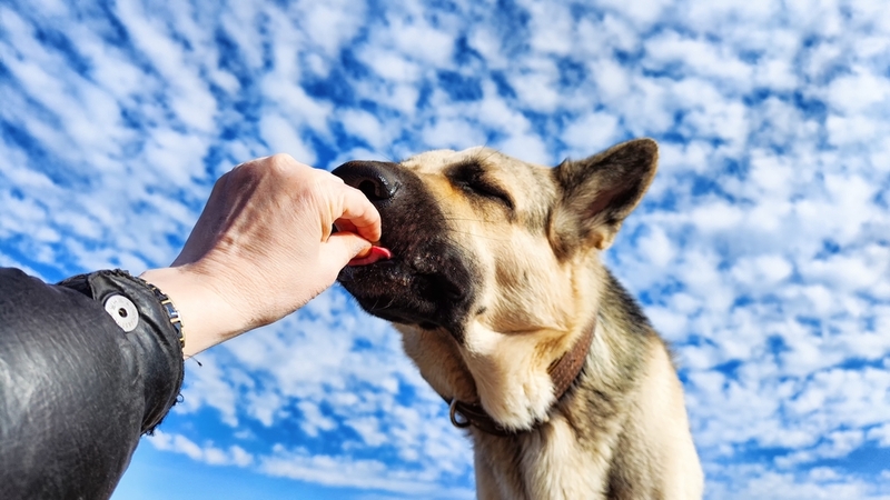 Существует ряд продуктов, которыми нельзя кормить немецкую овчарку