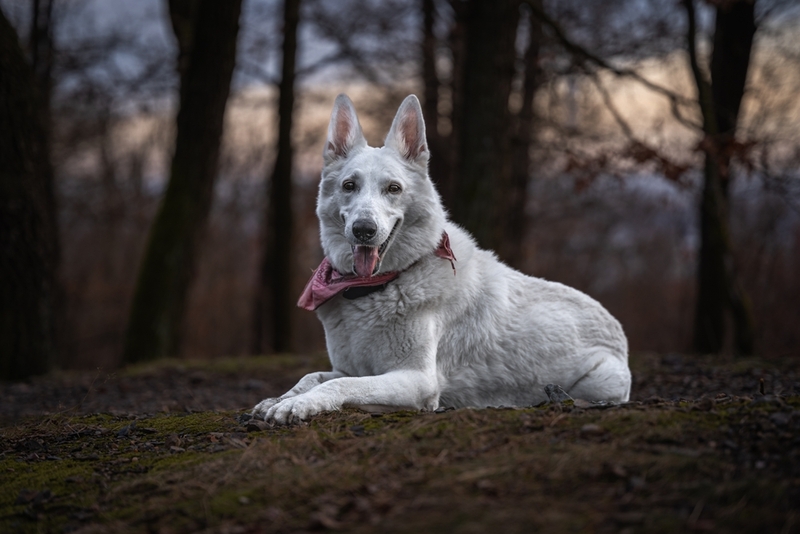 Как дрессировать белую немецкую овчарку?
