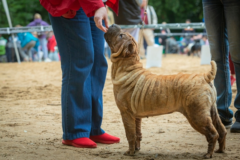 Качество питания влияет на то, сколько весит шарпей