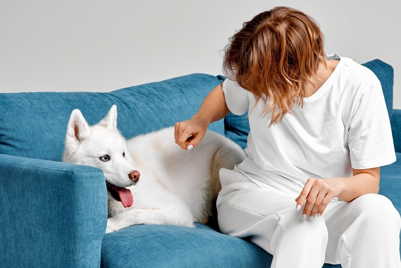 Как воспитывать белых хаски?