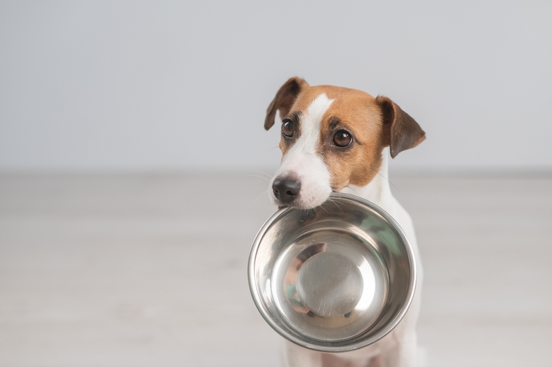 Сколько капусты давать собаке небольшого размера?