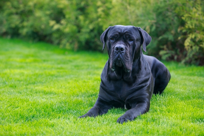 Течка у кане-корсо сопровождается выделениями