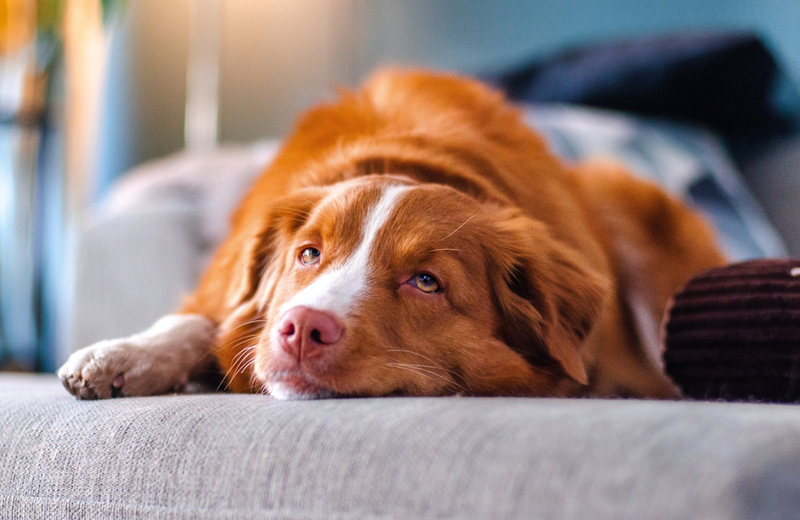 Новошотландский ретривер