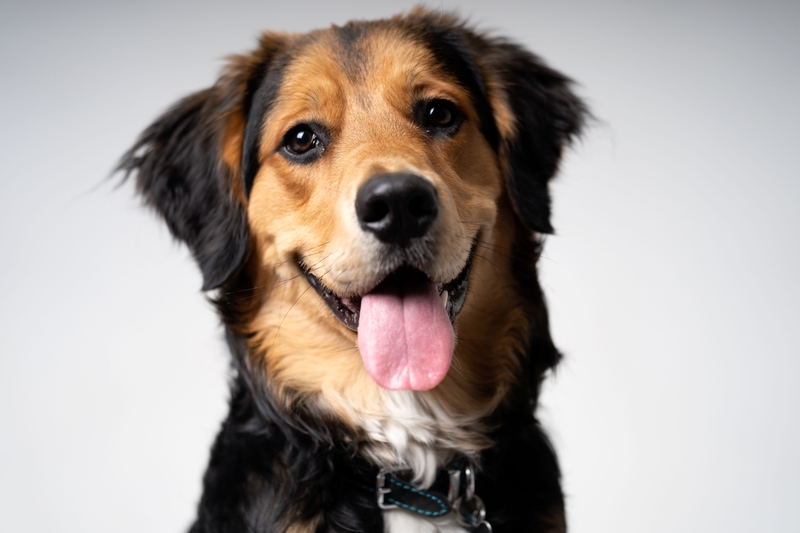 Английская овчарка – порода колли