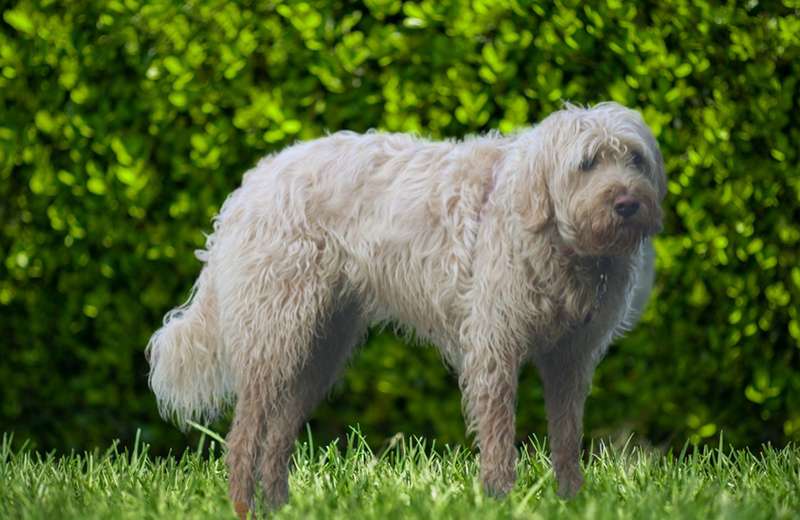 Порода собак оттерхаунд серого цвета