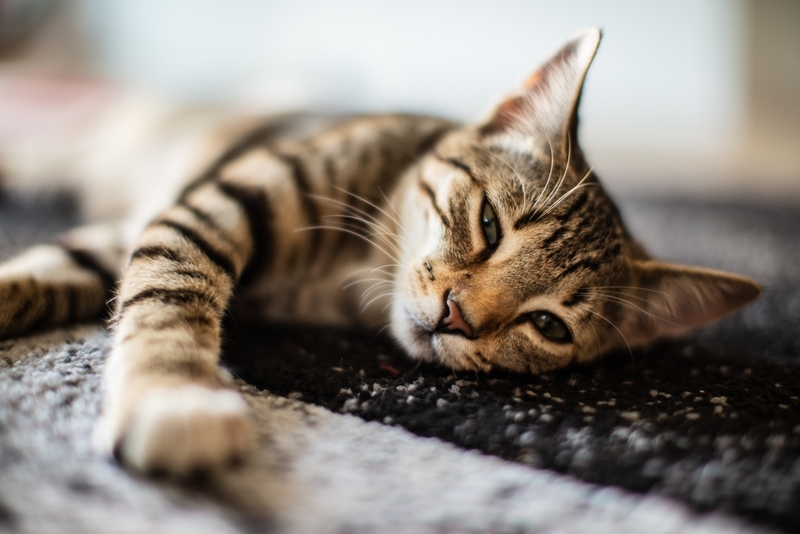 При колите у кошки нарушается работа кишечника