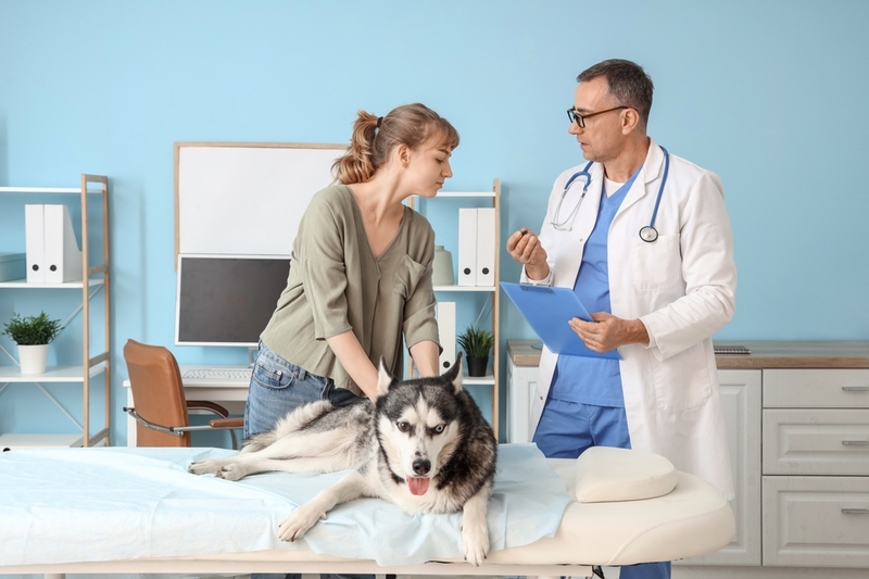 Симптом вестибулярного синдрома у собак – это апатия