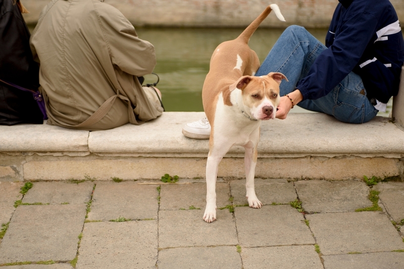 Американских бульдогов относят к породам молоссов