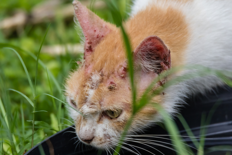 Проявления саркоптоза у кошки