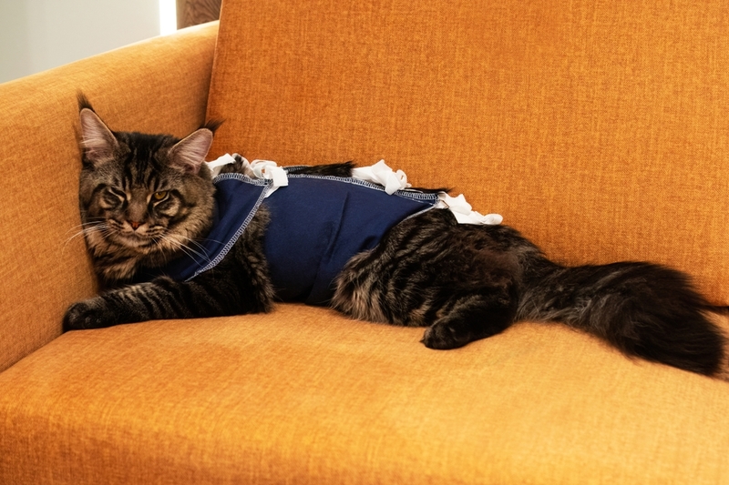 После удаления пиометры кошкам рекомендуют носить попону