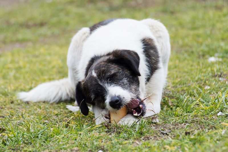 Можно предлагать собакам хлеб?