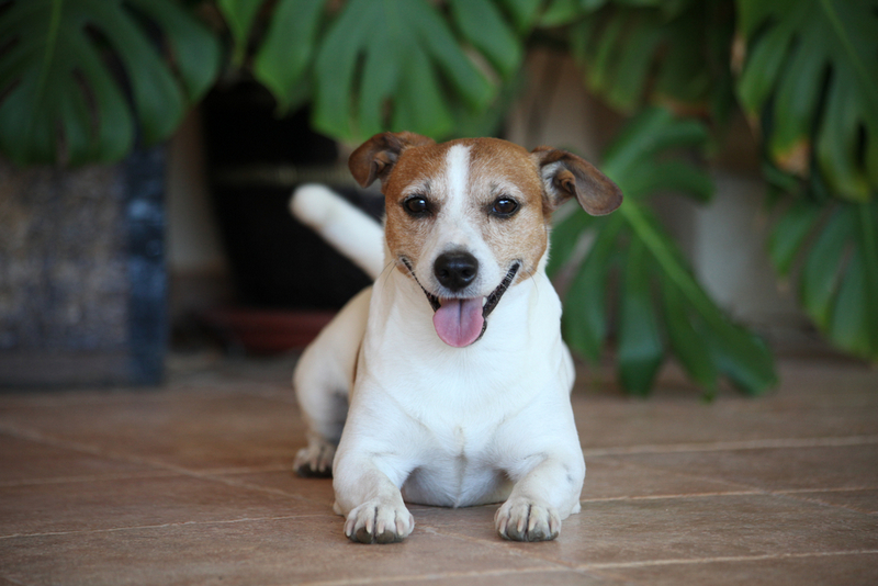 Некоторые болезни проявляются у джек-рассел-терьера потерей аппетита