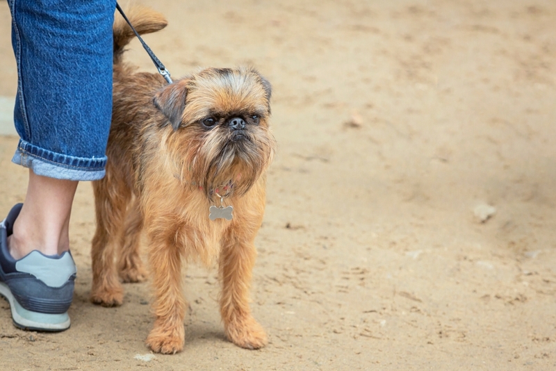 Стрессы влияют на то, сколько проживет собака гриффон