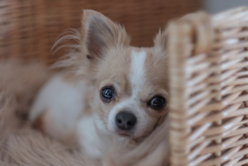 Как владельцу узнать возраст собаки или щенка?