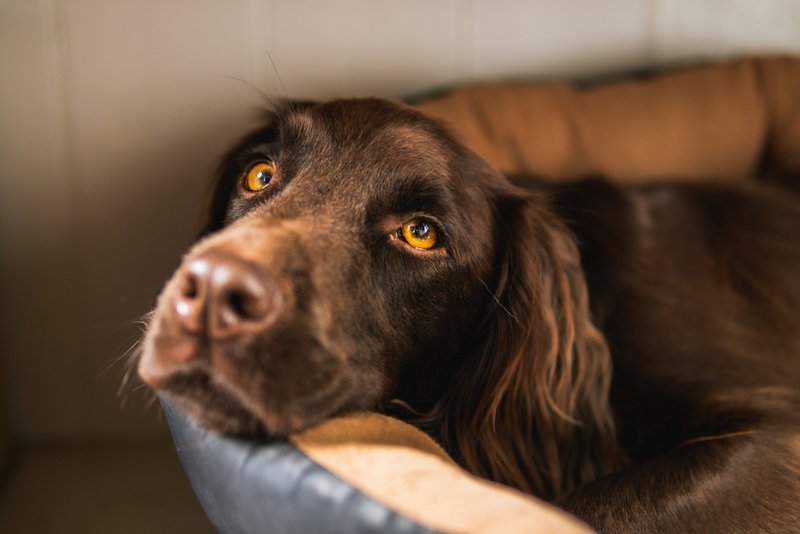 У кокер-спаниелей диагностируют болезни глаз