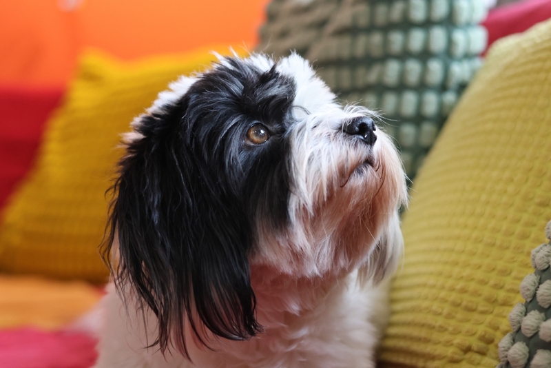 Котон-де-тулеар – один из видов болонок