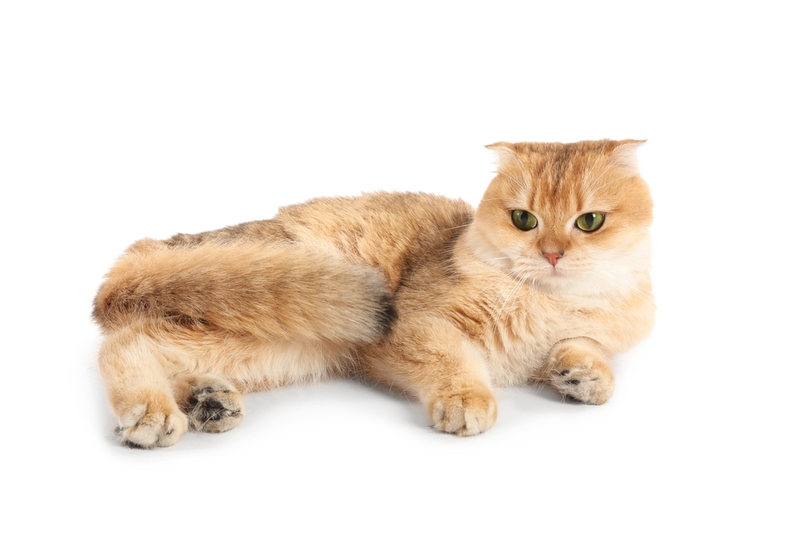 У шотландских вислоухих кошек встречаются болезни глаз