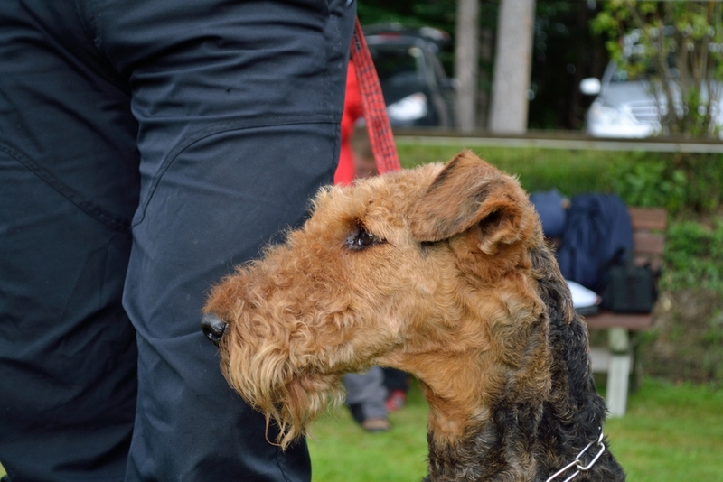 Собаки из «Электроника» – эрдельтерьеры – были выведены в Англии