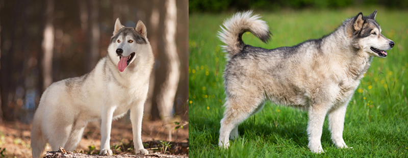 Фото, показывающее отличие маламута от хаски