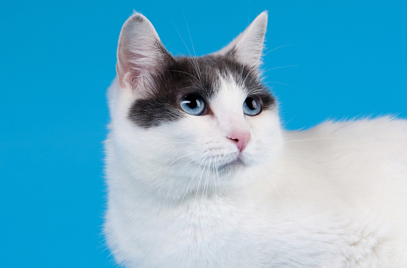 Японский бобтейл – кошка с голубыми глазами