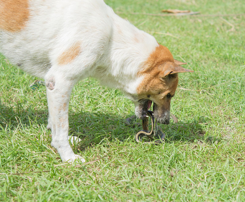укус змеи может быть смертельным для старых собак