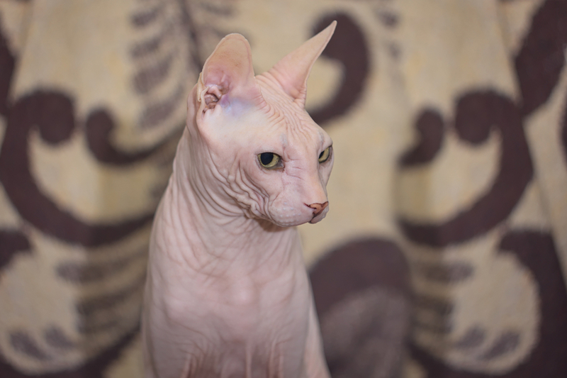 Донский сфинкс