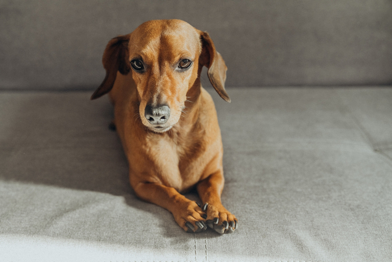 Срок беременности таксы можно определить по симптомам