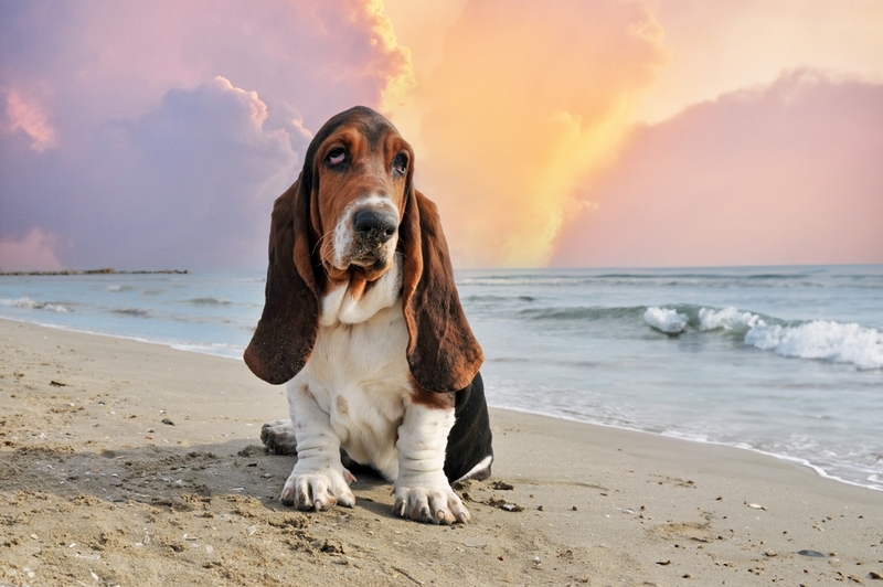 Определить, сколько прожил бассет-хаунд, можно по его зубам