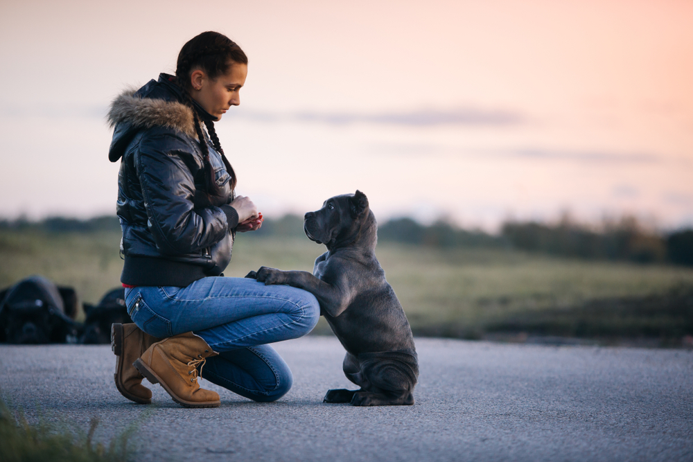 Кане-корсо можно кормить лакомствами