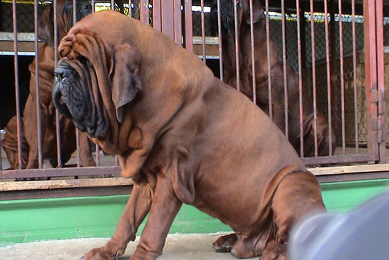 Порода корейский мастиф