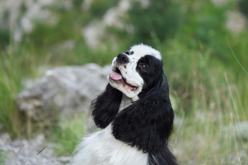 Кастрация может влиять на то, сколько проживет американский кокер-спаниель