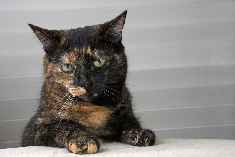 Черепаховый окрас у кошек считается уникальным