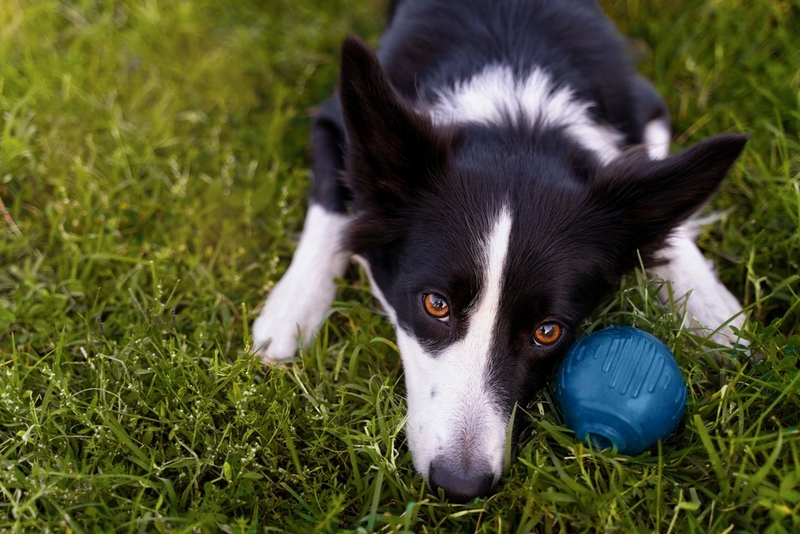 Собака заражается лейшманиозом после укуса насекомого