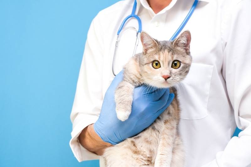 Почему у кошки пропал голос: причины и что делать — Статьи об онкологии