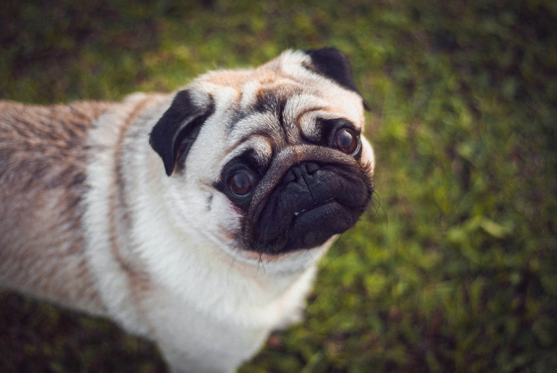 Сколько длится беременность у мопса?