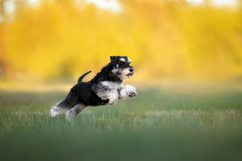 Первая течка у цвергшнауцера начинается в 6-8 месяцев