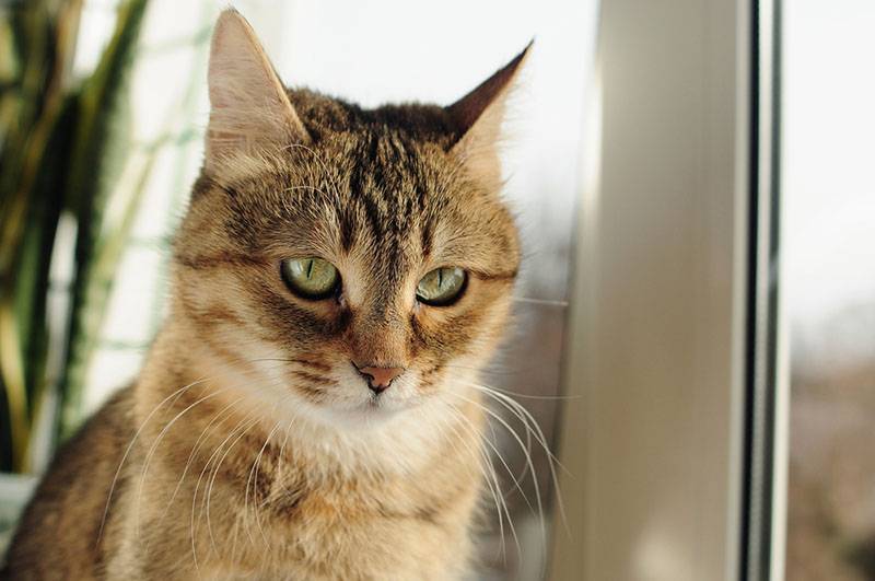 Коэффициент де Ритиса у кошек (АЛТ и АСТ): повышен, норма, понижен