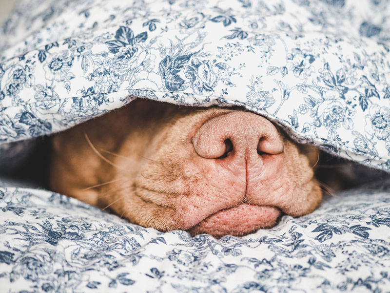 при нормальном состоянии питомца сухой нос у собаки - не повод обращаться в ветклинику