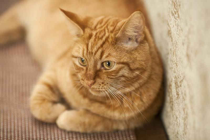 Вирус иммунодефицита кошек (ВИК) у кошек: симптомы, лечение